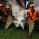 Illustration for article titled These moronic hunters actually shot and killed a rare albino moose